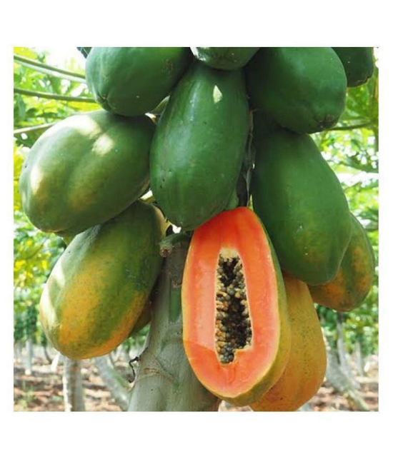 Papaya Seeds thai big red Variety Dwarf Fruit | Pack of 50 seeds