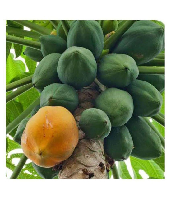 garden plants Thai Papaya Hybrid Variety Dwarf Fruit 50 Seeds + Instruction Manual