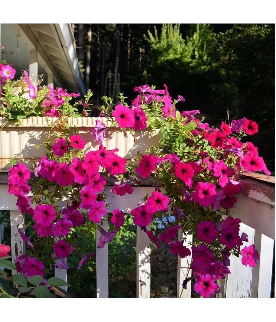 homeagro - Petunia Mixed Flower ( 50 Seeds )