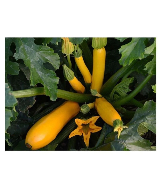 Yellow Long Zucchini Summer Squash Seeds, Courgette, Marrow, Gourd Vegetables Seeds 10