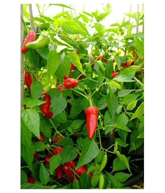 Hot Chili Seeds -Vegetable Bullet Chilli Seeds- 100 Seeds,