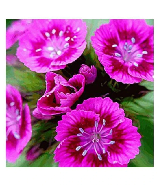 Everwilde Farms Sweet William Winter Flower Seeds with Coco Peat Seed Starter