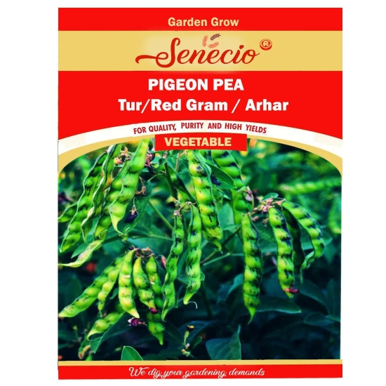 SENECIO Tur Pigeon Pea Seeds (100) for Kitchen & Terrace Garden