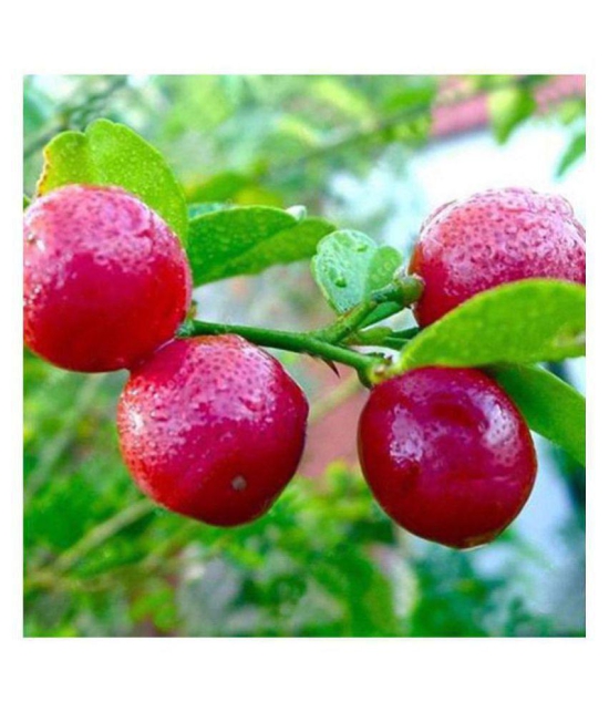 Rare Red Lemon (Australian Red Lime) 10 seeds