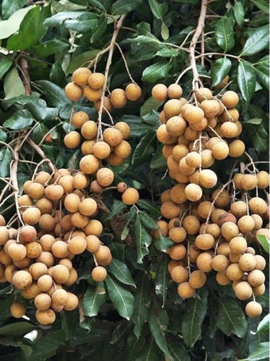 Hybrid Longan fruit Plant- Grafting