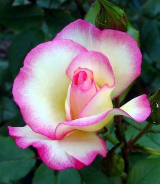 Colour Changing Rose Flower Plant