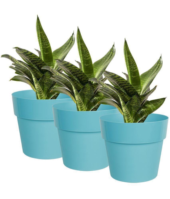 HOMETALES Green Color Plastic Pots & Planters for Gardening, Indoor & Outdoor ( Pack of 3 ) - 18cm (Length) - Sky Blue