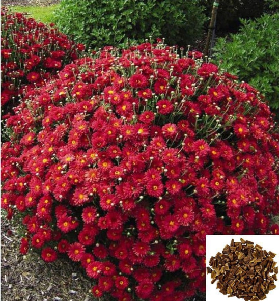 homeagro - Indian Chrysanthemum Mixed Flower ( 50 Seeds )