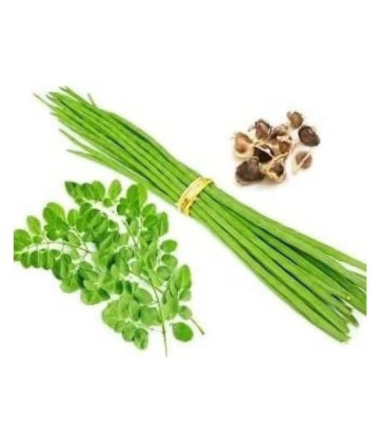 ORGANIC Moringa Seeds ODC3 Variety Hybrid Drumstick Seeds 15 (Saijan ki Phalli,Saragavo)