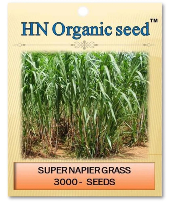 homeagro - Grass Seeds ( 3000 )