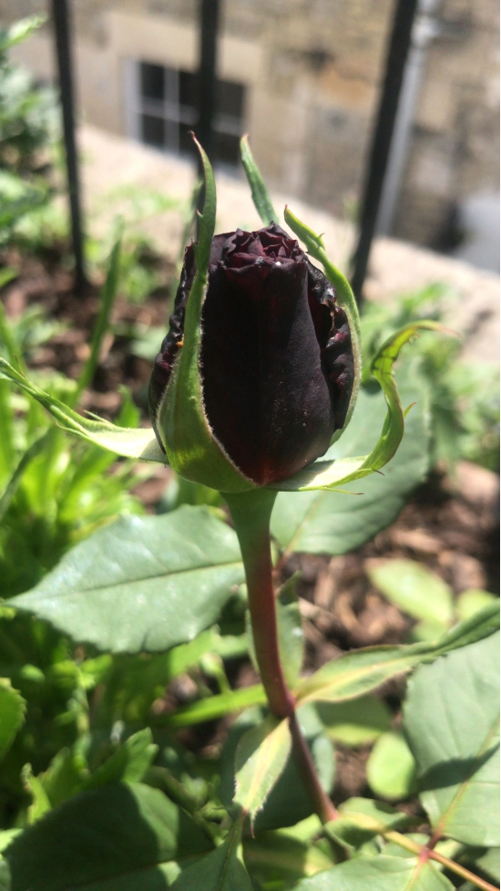 Black Rose Grafting Flower Plant