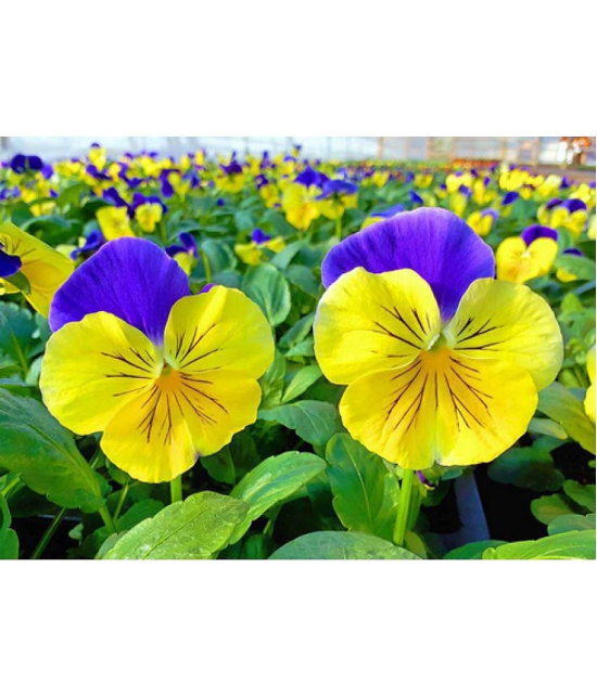 CLASSIC GREEN EARTH - Pansy Flower ( 60 Seeds )