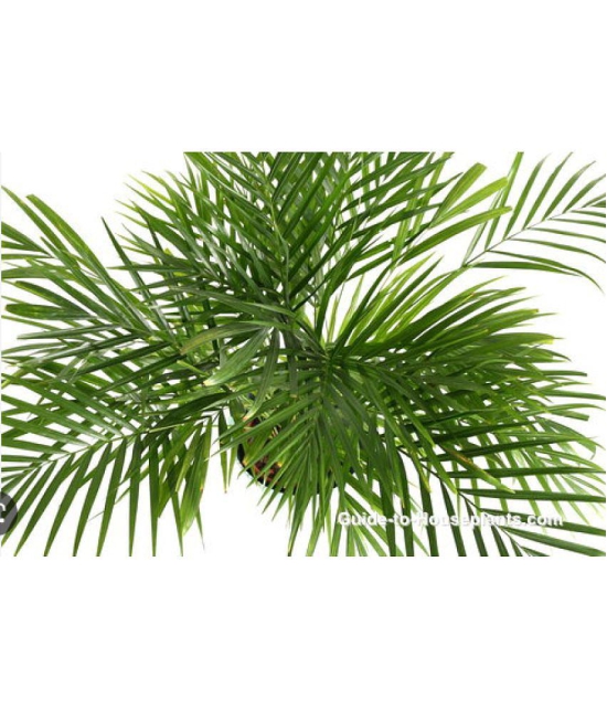 CLASSIC GREEN EARTH - Areca palm Grass ( 15 Seeds )