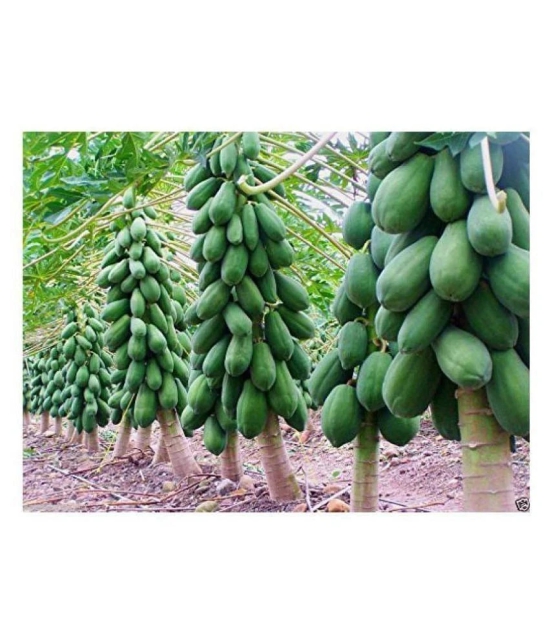 PAPAYA SEEDS- RED LADY HYBRID -100 SEEDS-