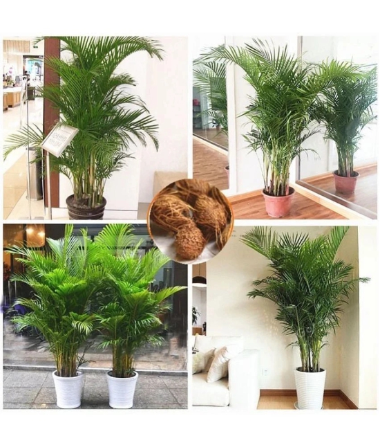 HN organic seed Areca palm Plant ( 5 Seeds )