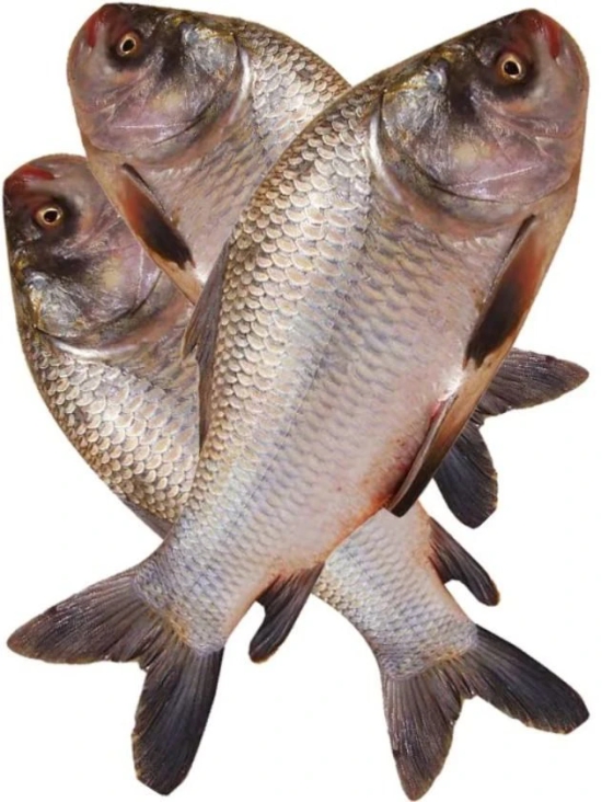 Catal Live Fish - 1.15 kg - 1.15 kg - 1 KG