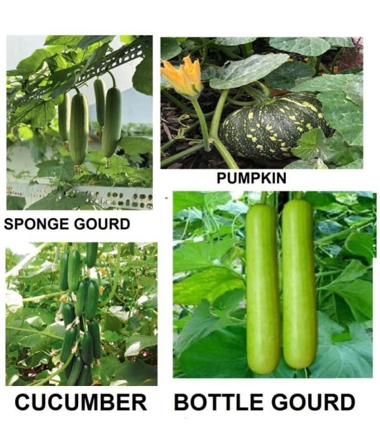 homeagro - Vegetable Seeds ( combo for Kitchen Garden - 40+ Seeds )