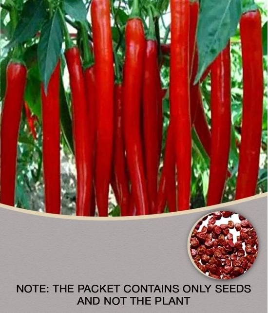 Recron Seeds - Chilli Vegetable ( 50 Seeds )