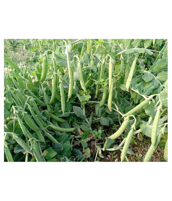 Iris Hybrid Vegetable Seeds Peas with Instruction Manual