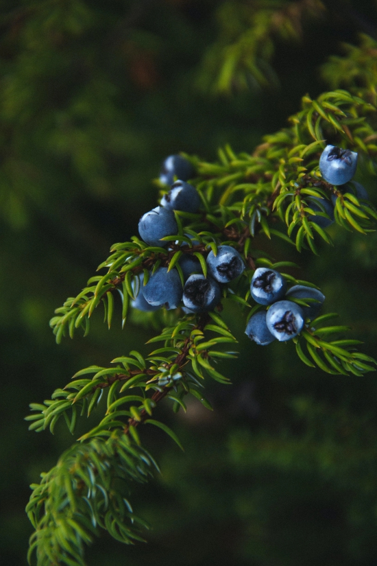 Oil Essential Juniper Berry (100% Natural)-500ML / Pure