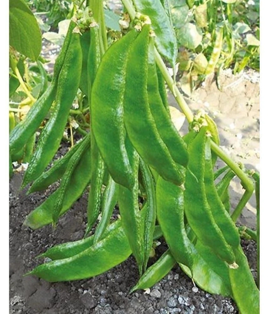 Flat grean beans pack of 30 seeds