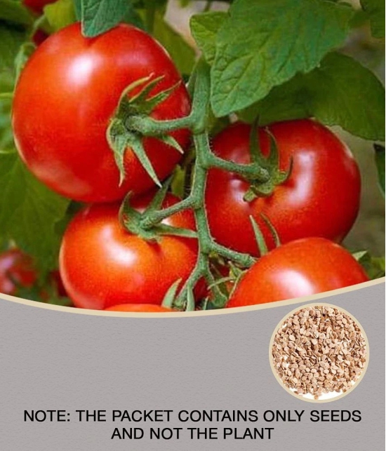 ARKA RAKSHAK F1 HYBRID TOMATO 50 SEEDS