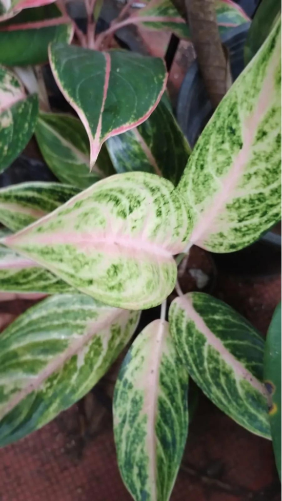 Aglaonema Yellow Lipstick