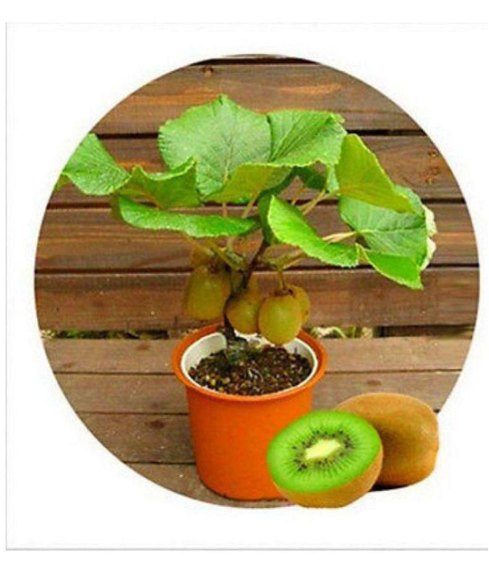 Kiwi Fruit Seeds Mini Kiwi Fruit Seed Flower Dwarf Plants For Home Garden 20 seeds