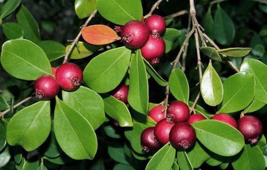 Red Strawberry Guava Fruit Plant