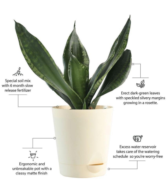 UGAOO Sansevieria Whitney - Snake Succulent Live Plant with Pot