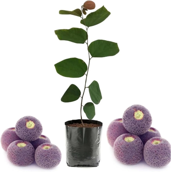 Falsa Fruit Plant For Gardening