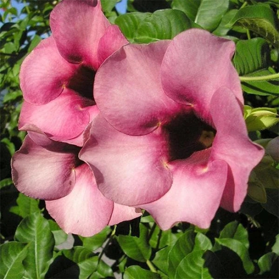 Allamanda Flowers Plant-Pink Colour