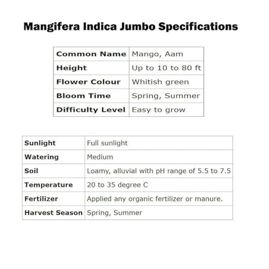 SENECIO Mangifera Indica Jumbo, Talala Gir Kesar Mango / Aam Seed (5 seeds)