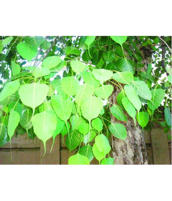 CLASSIC GREEN EARTH - Peepal Plant ( 15 Seeds )