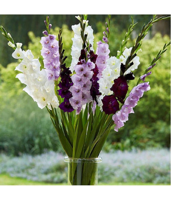 Gladiolus/Sword Lily bio-colour Imported Flower Bulbs - Pack of 3 Bulbs Seed (3 per packet)