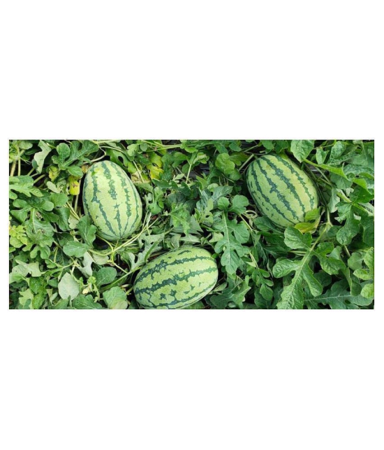 Iris Hybrid Fruit Seeds Watermelon with Instruction Manual