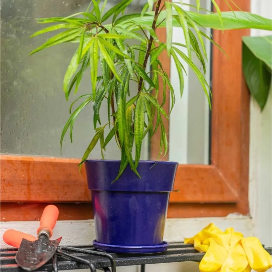 Plastic Planter Pot with Round Band With Tray Blue