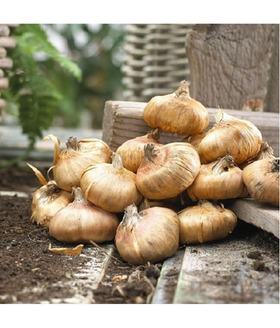 Gladiolus Bulbs ( 3 Bulbs ) Seed (3 per packet)