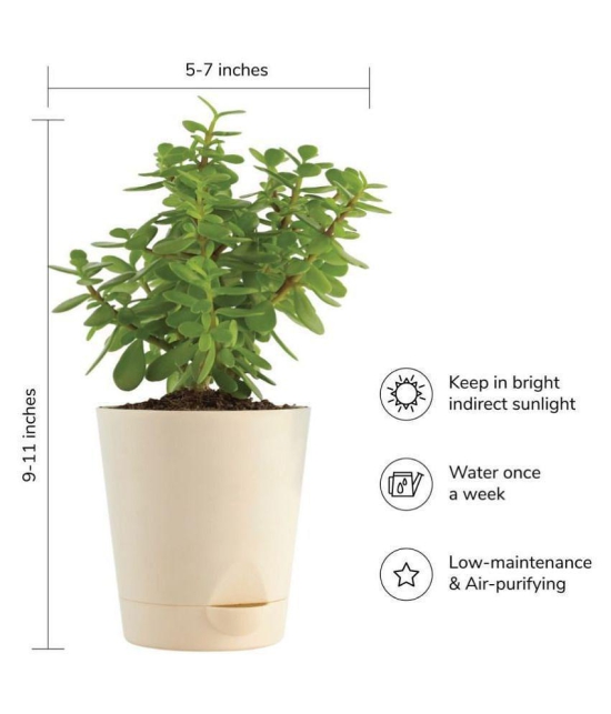 UGAOO Good Luck Jade Indoor Plant with Self Watering Pot