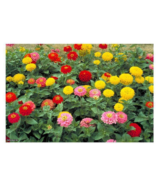 Zinnia Double Mix Flower Seeds (Multicolour, Pack of 50 )