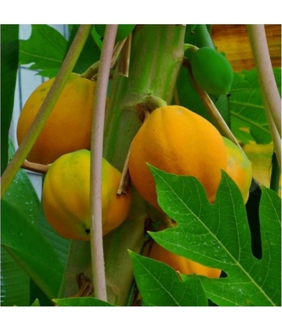 homeagro - Papaya Fruit ( 50 Seeds )