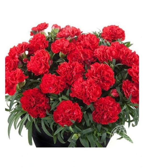 Flower Seeds : Dianthus Flower Pot Variety Plant Seeds Flower Seeds Beautiful Courtyard Perennial Plants Seeds Home Garden Plant Seeds Eco Pack Garden Plant Seeds