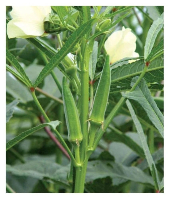 Lady Finger or Bhindi Hybrid F1 SUPREME (II) Seeds for Terrace Kitchen Balcony Gardening