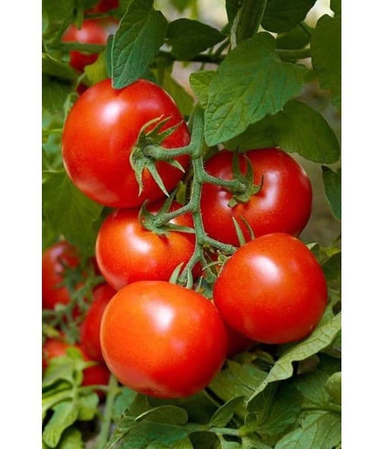 ARKA RAKSHAK F1 HYBRID TOMATO 50 SEEDS