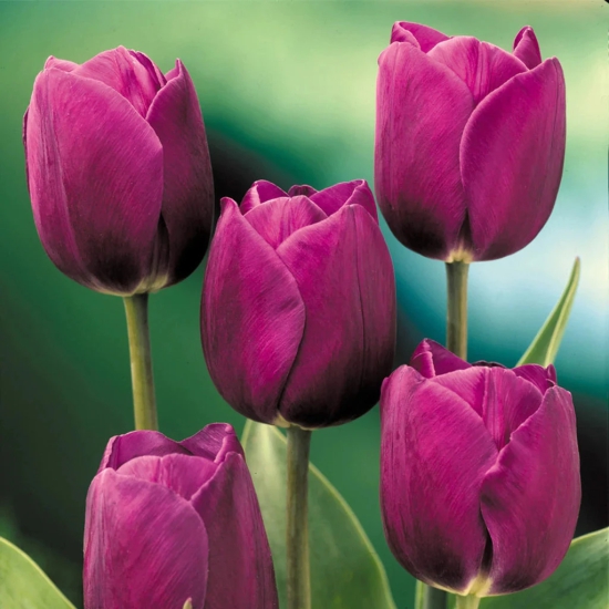 Tulip Prince Purple Color Flower Bulb