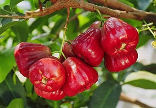 Water Apple(Red)Fruit Plant