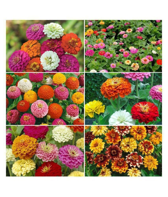 Zinnia Double Mix Flower Seeds (Multicolour, Pack of 50 )