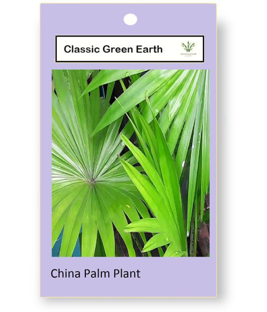 CLASSIC GREEN EARTH - Palm Plant ( 20 Seeds )