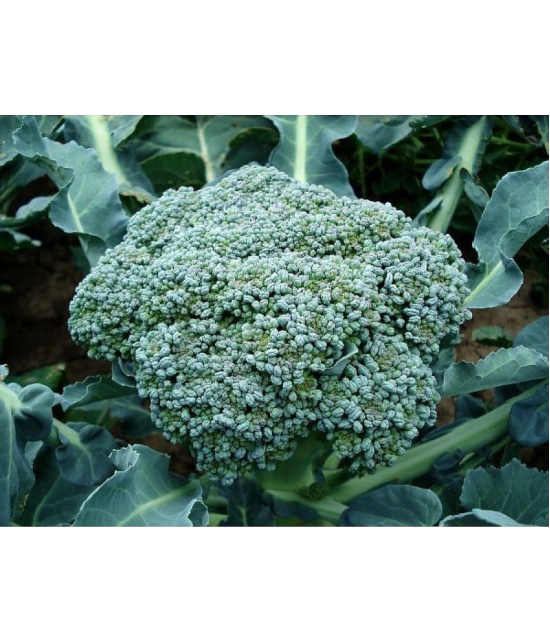 f1 hybrid brocoli 100 seeds pack with instruction manual for home kitchen gardening purpose