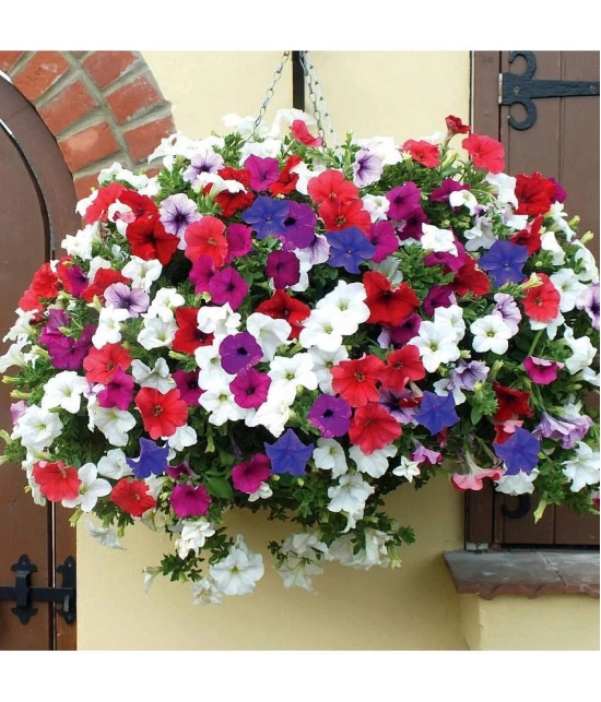 homeagro - Petunia Mixed Flower ( 50 Seeds )